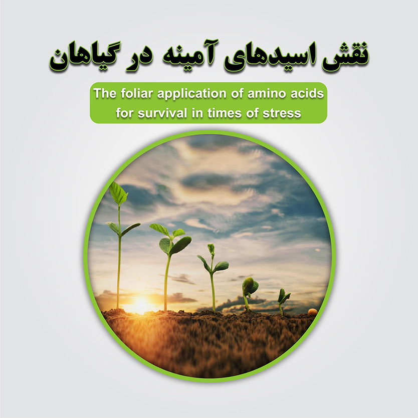 The role of amino acids in plants and the introduction of amino acids